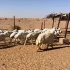 خرفان حريات طيبه