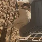 طلي ساكني جبر