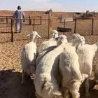 ذبايح حريات طيبه