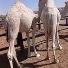 حاشي قعودين قصب