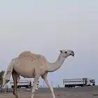 بكره جذعه باتلية