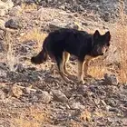 كلب جيرمن شيبرد