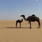 خلفه ام ثالث هديه بالقيد مجهم