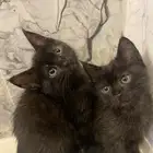 قطط شيرازية للتبني عمرها شهرين