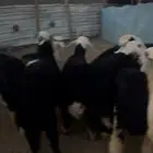 رخال نجد شحم ولحم