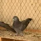 للبيع طيور لوت فحلين وأنثى