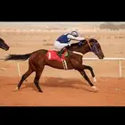 حصان انتاج سبق