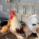 دجاج تركي اورنج فواخر