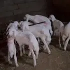 فحل ضان حري السن سديس