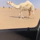 للبيع القعود الكفوو