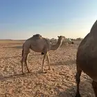 بكره مفروده قصب