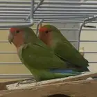 جوز طيور روز