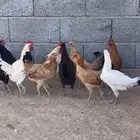 دجاج بلدي للبيع