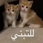 قطط بلدي للتبني