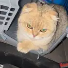 معي قط مفقود لقيته ف شارع حمزه حي نسيم