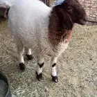 هرفي لباني زبدة