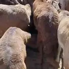 سواكن للبيع طليان مرابي شهرين