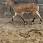 تيس هجين ولد وعل لون الصيد