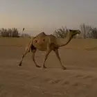 ضرايب طيبه والبيع سمح