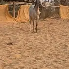 حصان شعبي للبيع