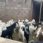 معزا كما في الصور عدد 20 مضاريع و2 تيس