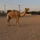 ناقة صفراء طيبه