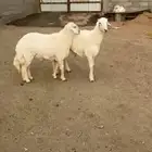 للبيع خروفين جبرات مبادي ولا مناسبات