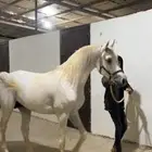 حصان واهو للبيع