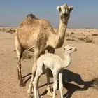 للبيع خلفه شقحا