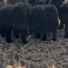 بهم عرب فاخر