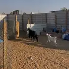 عنز معها تيس