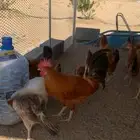 دجاج عربي كفو للبيع