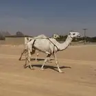 لقحة وضروبه ب 10