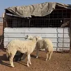 حريات للبيع