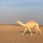 بكره رمانيه كفو