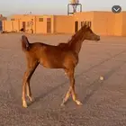 مهره شعبيه شيخه