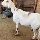 شاه متاومه وثنيه متيع صنف