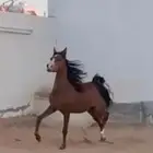 مهره واهو شيخه