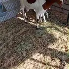 عنز جنوبية معها تؤام