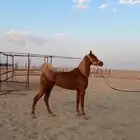 حصان خيل واهو اشقر مذهب