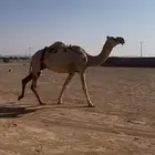 لقحه وضحاء ب 5