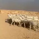 للبيع حريات دفيع