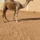 باتلي على باتلي ابن دلمخ