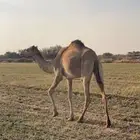 للبيع بكره حقه بنت سوداني وامها حره