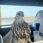 للبيع حر من حر