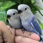 روزات اليفين