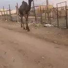 قعود لقي سلاله حاكمان