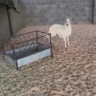 رخل مشروطه فل الفل عمرها من 5 - 6