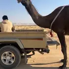 خلفه مجهم طيبه