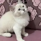 قطة عمر 4 شهور